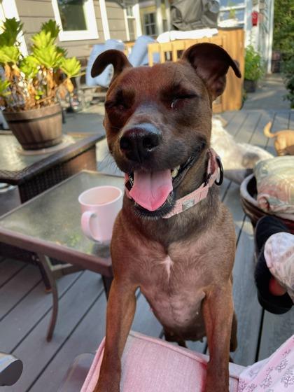 Enlarge Minnie - Available in Foster, a Adoptable mixed breed in Madison, NJ image 2/3