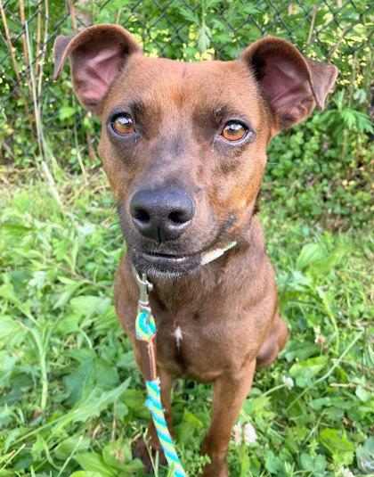 Enlarge Minnie - Available in Foster, a Adoptable mixed breed in Madison, NJ image 3/3