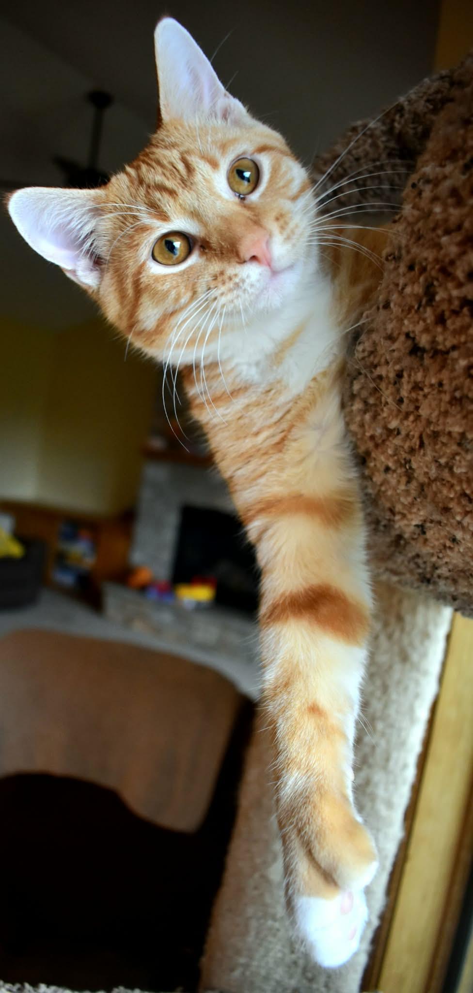 Sawyer, ADOPTABLE, Young Male Domestic Short Hair.