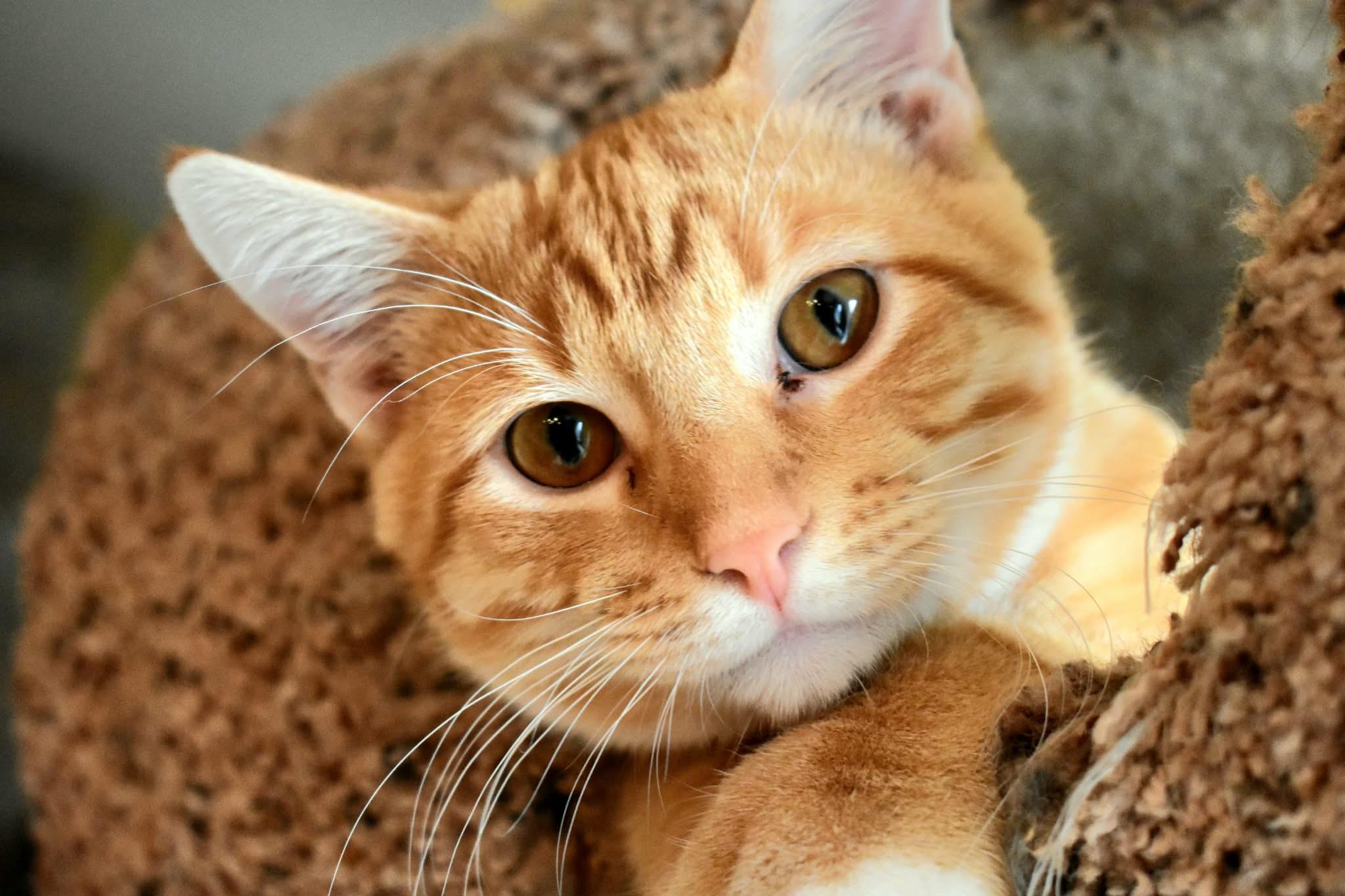 Enlarge Sawyer, a ADOPTABLE Domestic Short Hair in Farmington, MN image 2/4