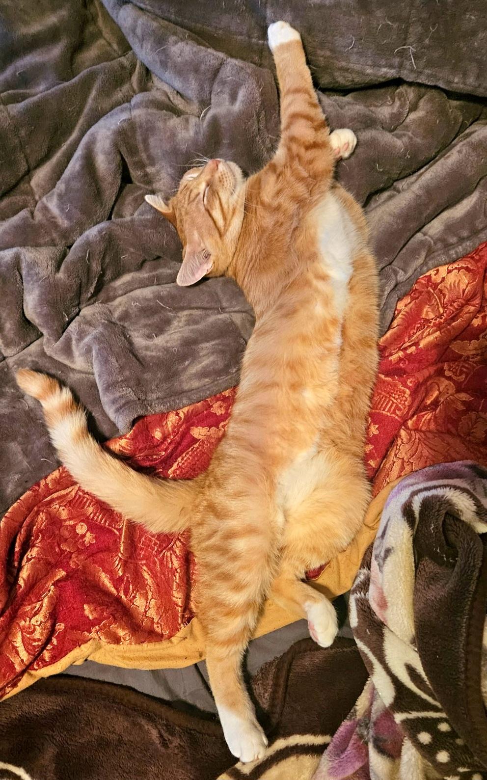 Enlarge Sawyer, a ADOPTABLE Domestic Short Hair in Farmington, MN image 3/4