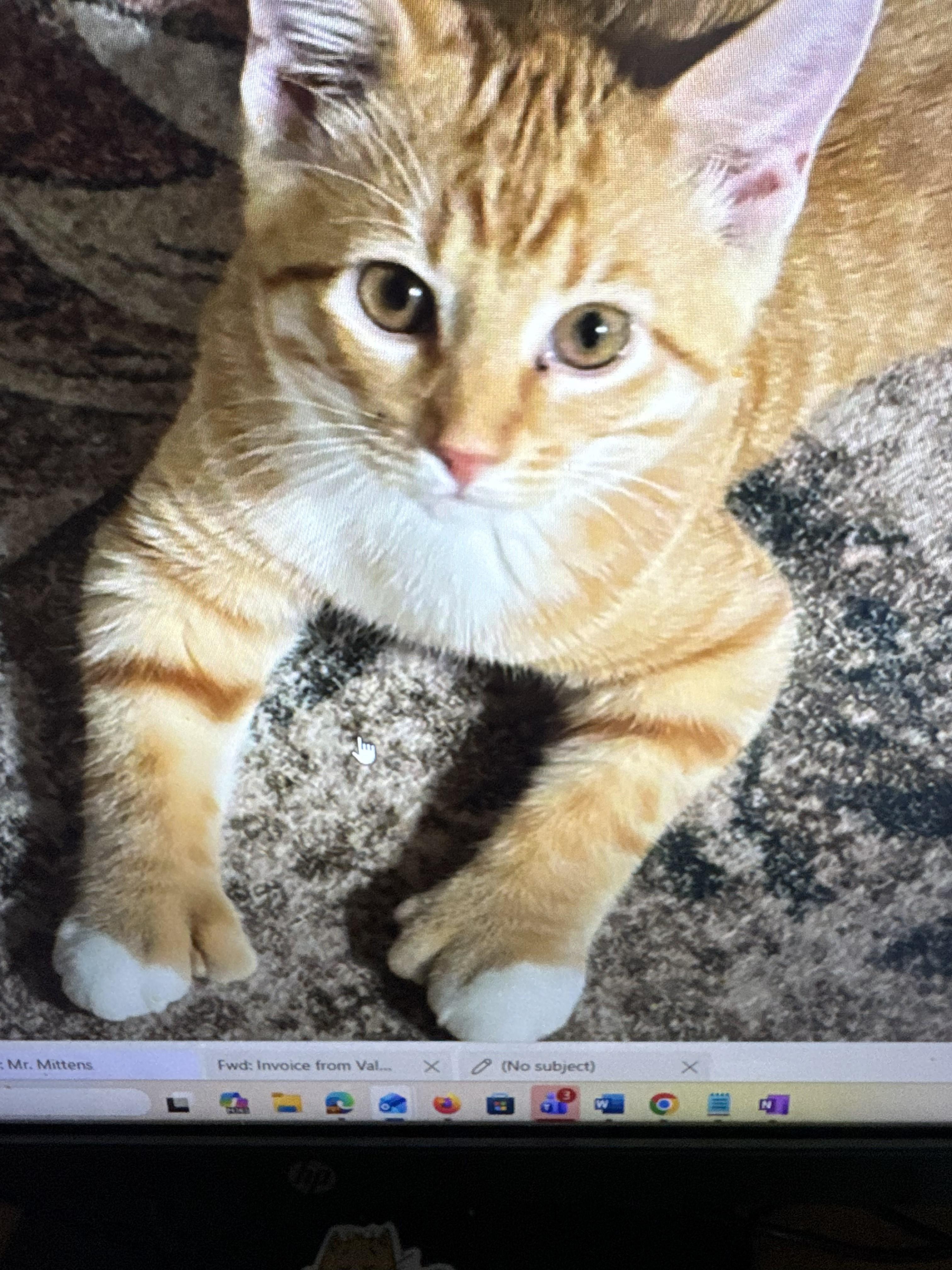 Enlarge Sawyer, a ADOPTABLE Domestic Short Hair in Farmington, MN image 4/4