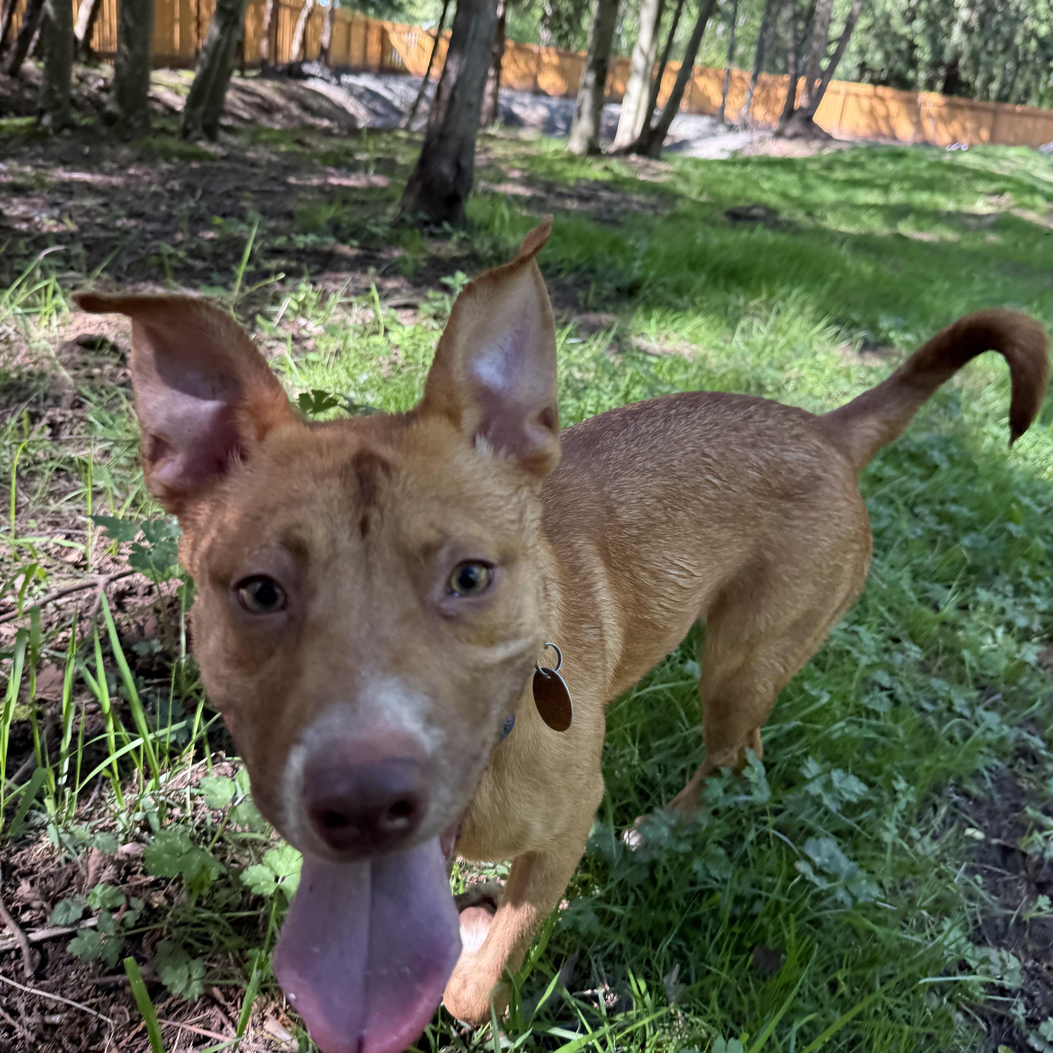 Enlarge Cutie, a ADOPTABLE Mixed Breed in Ferndale, WA image 4/4