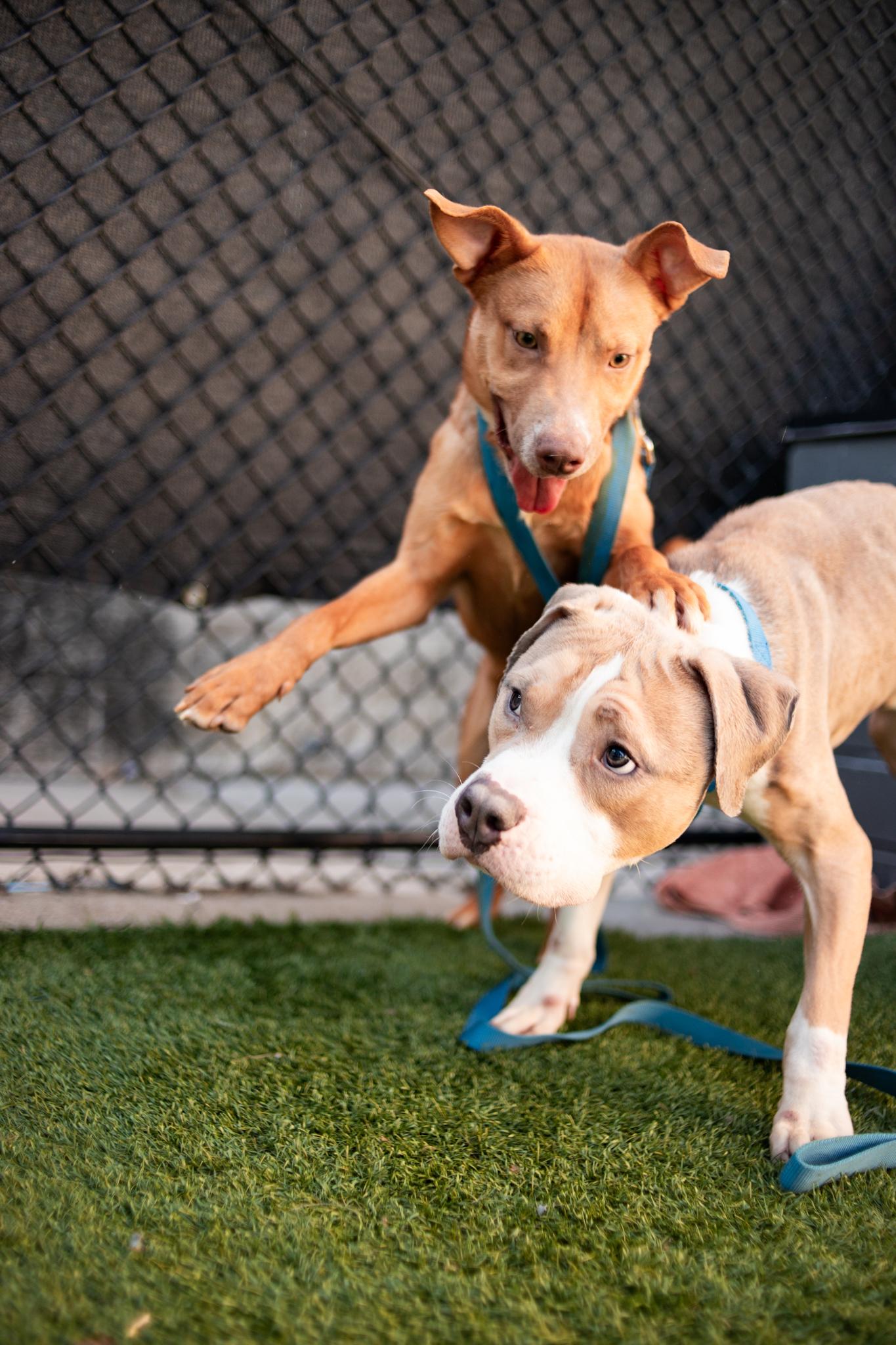 Enlarge Cutie, a ADOPTABLE Mixed Breed in Ferndale, WA image 2/4