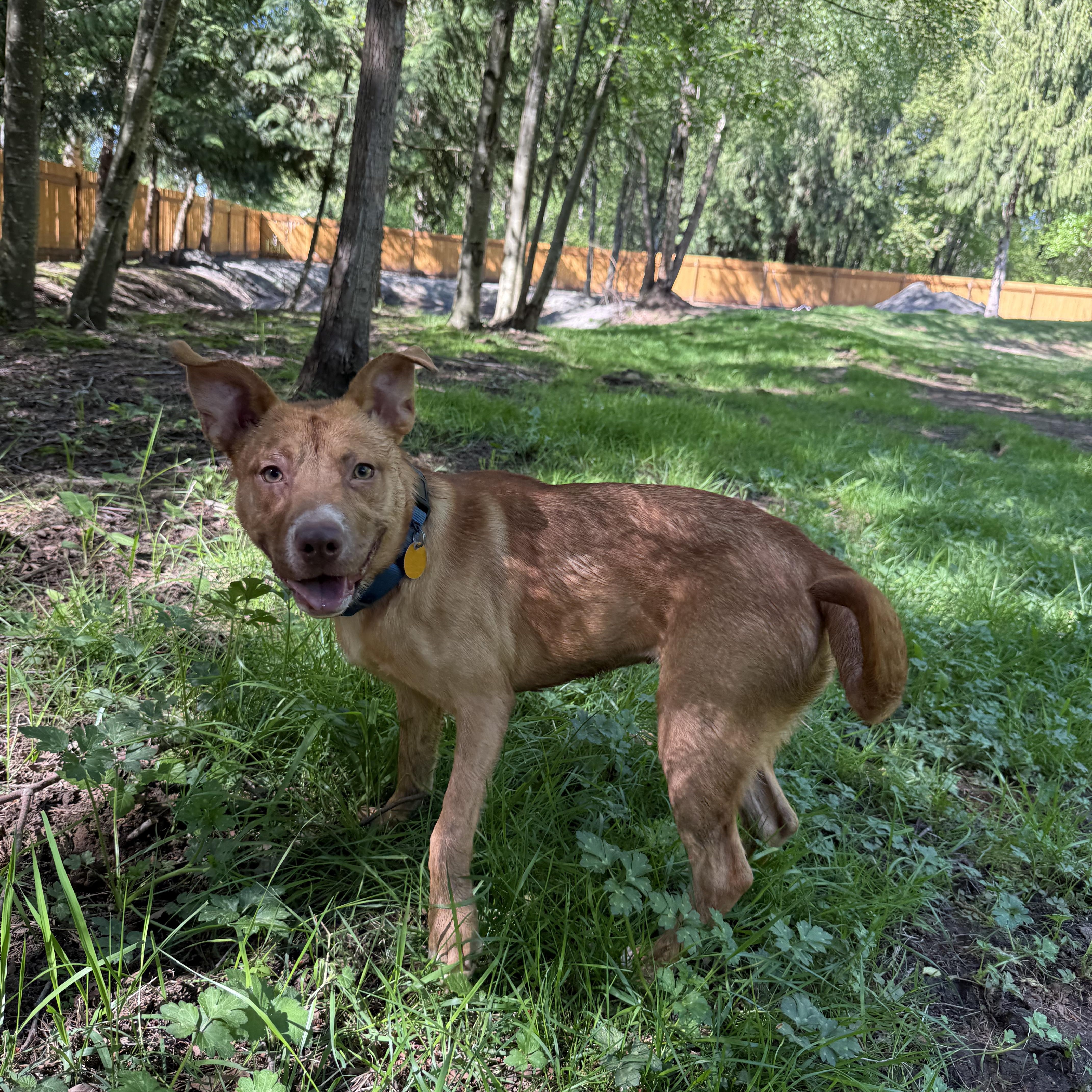 Enlarge Cutie, a ADOPTABLE Mixed Breed in Ferndale, WA image 3/4