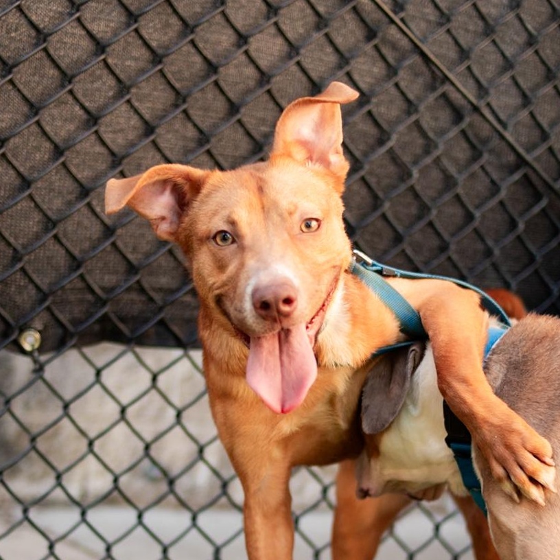 Cutie, ADOPTABLE, Young Female Mixed Breed.