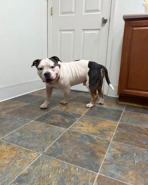 Enlarge Meatball, a Adoptable Pit Bull Terrier in Lexington, KY image 1/6