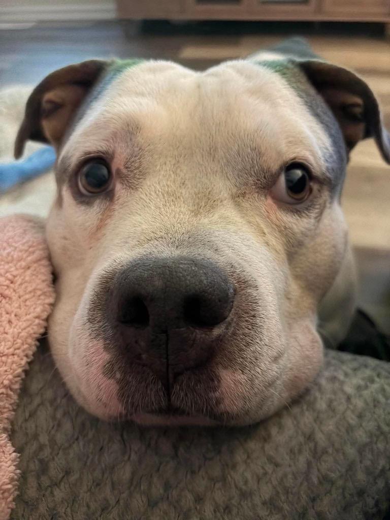 Enlarge Meatball, a Adoptable Pit Bull Terrier in Lexington, KY image 2/6