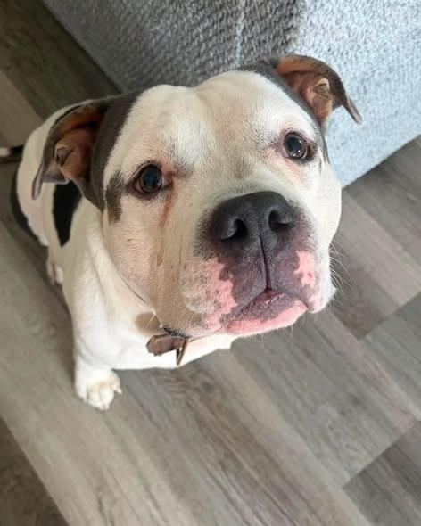 Enlarge Meatball, a Adoptable Pit Bull Terrier in Lexington, KY image 3/6