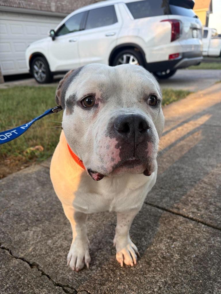 Enlarge Meatball, a Adoptable Pit Bull Terrier in Lexington, KY image 4/6