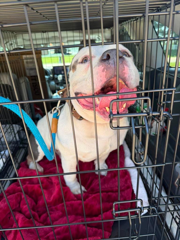 Enlarge Meatball, a Adoptable Pit Bull Terrier in Lexington, KY image 5/6
