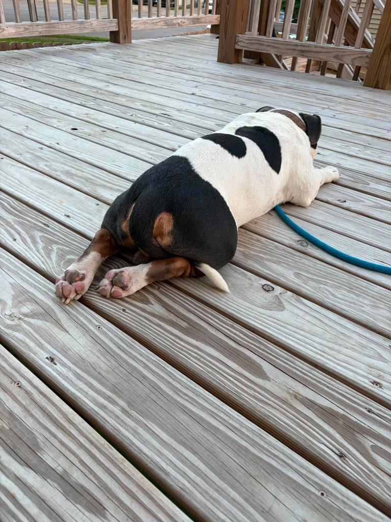 Enlarge Meatball, a Adoptable Pit Bull Terrier in Lexington, KY image 6/6