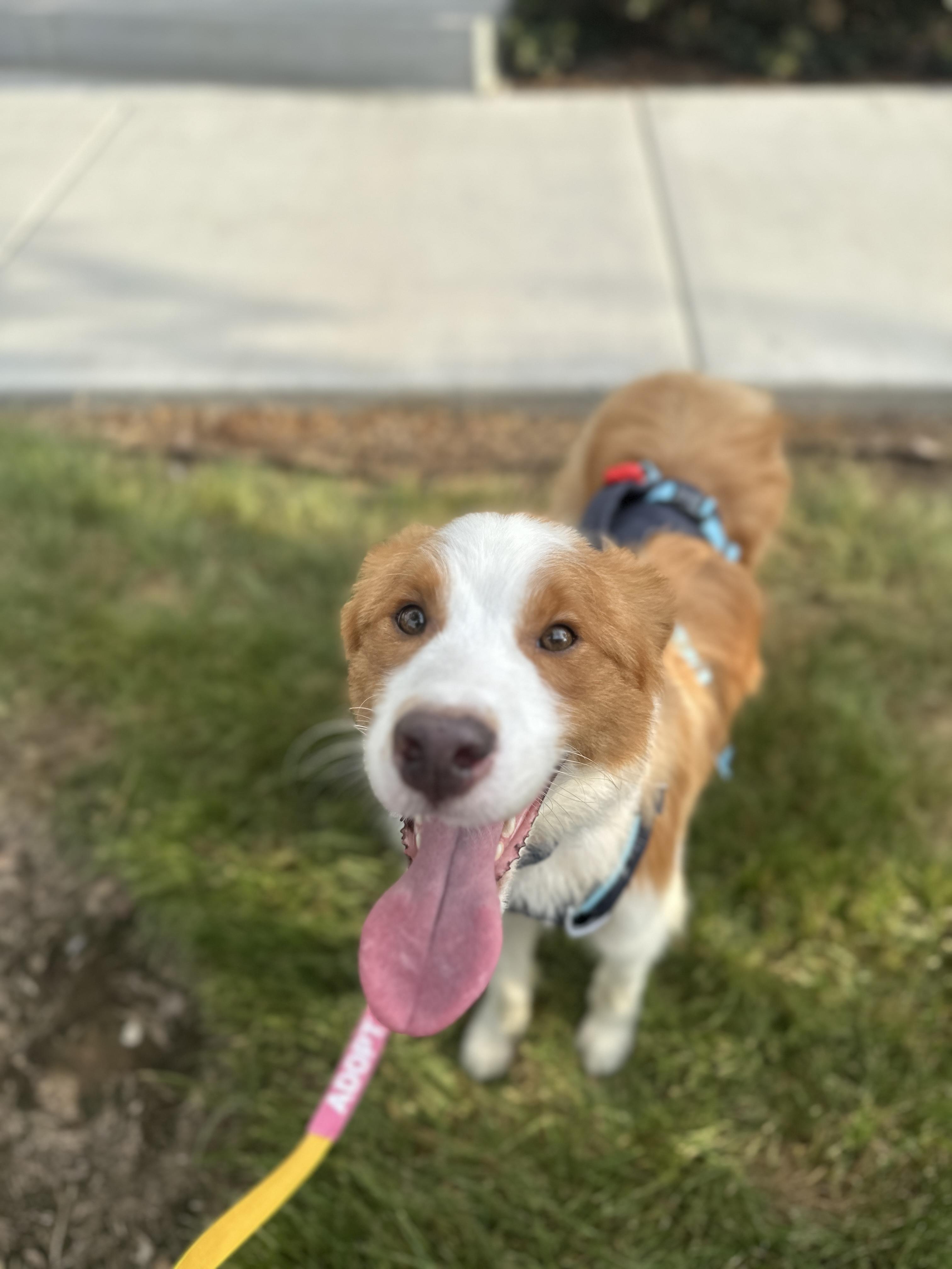 Enlarge Rusty, an adopted mixed breed in San Diego, CA image 6/6