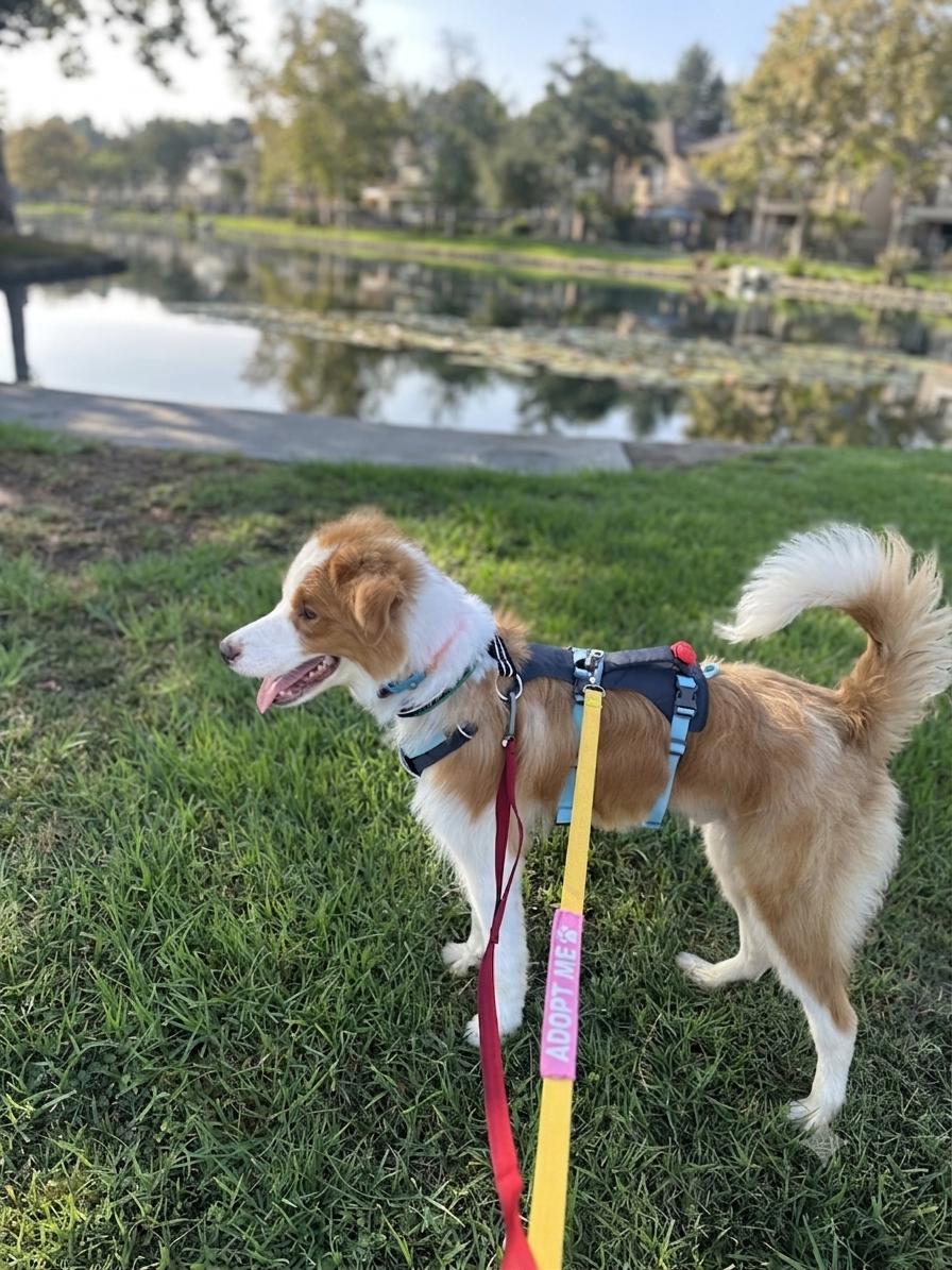 Enlarge Rusty, an adopted mixed breed in San Diego, CA image 2/6