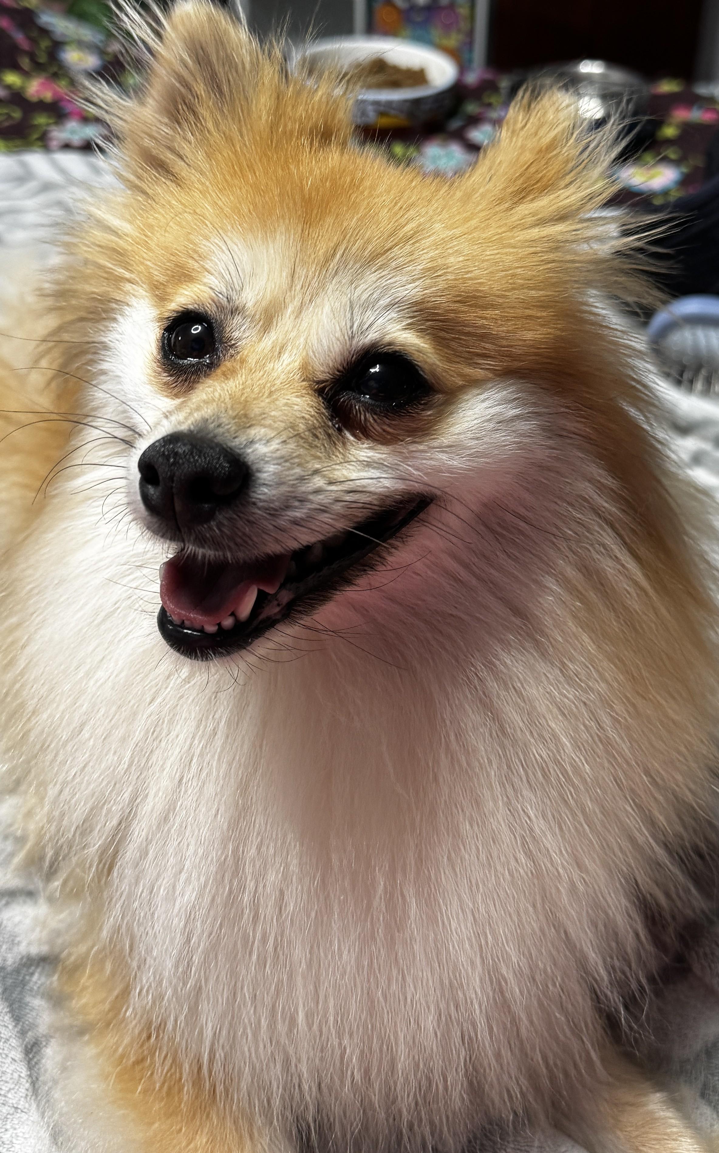 Enlarge April, a ADOPTABLE Pomeranian in Orlando, FL image 2/5