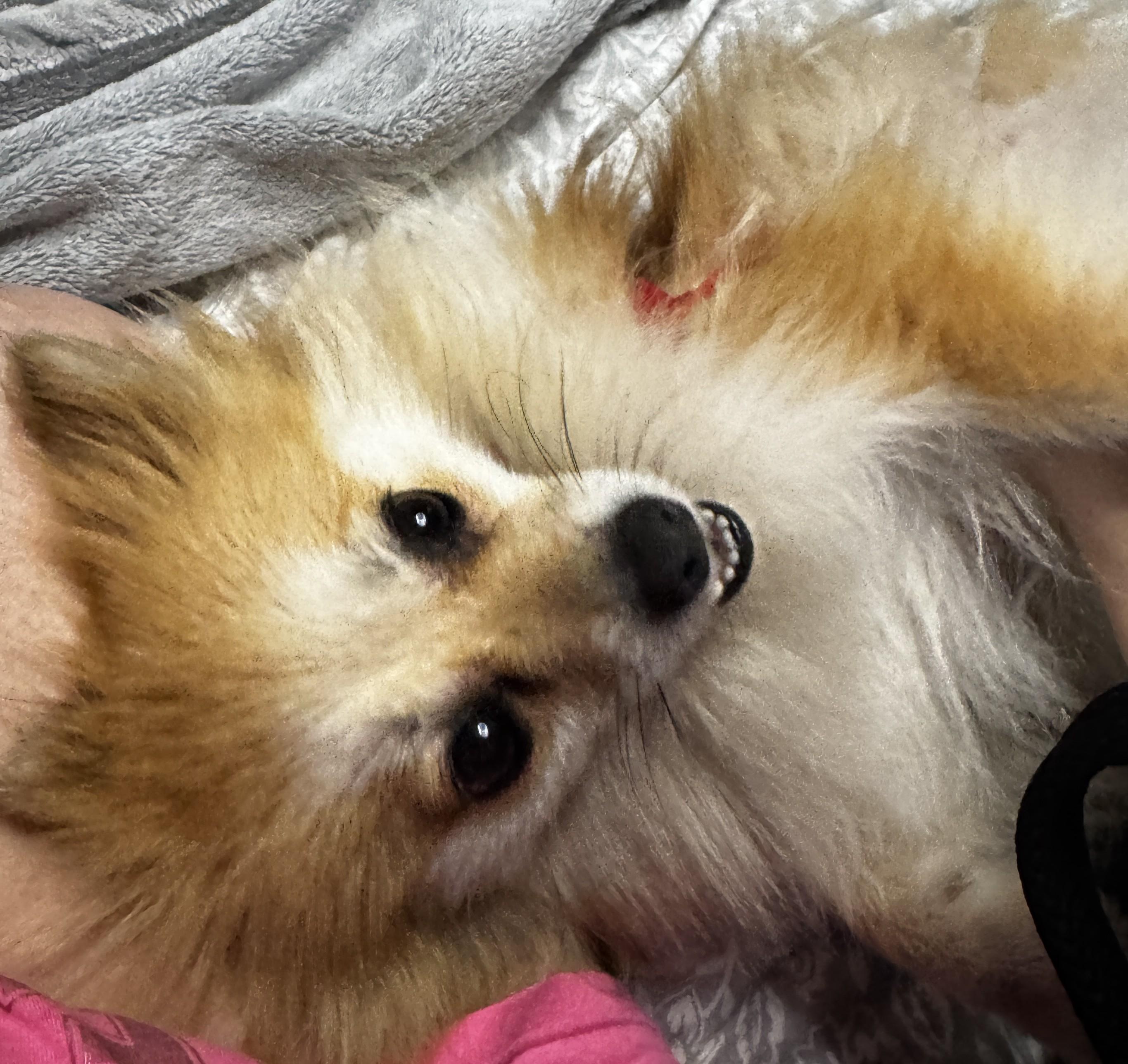 Enlarge April, a ADOPTABLE Pomeranian in Orlando, FL image 3/5