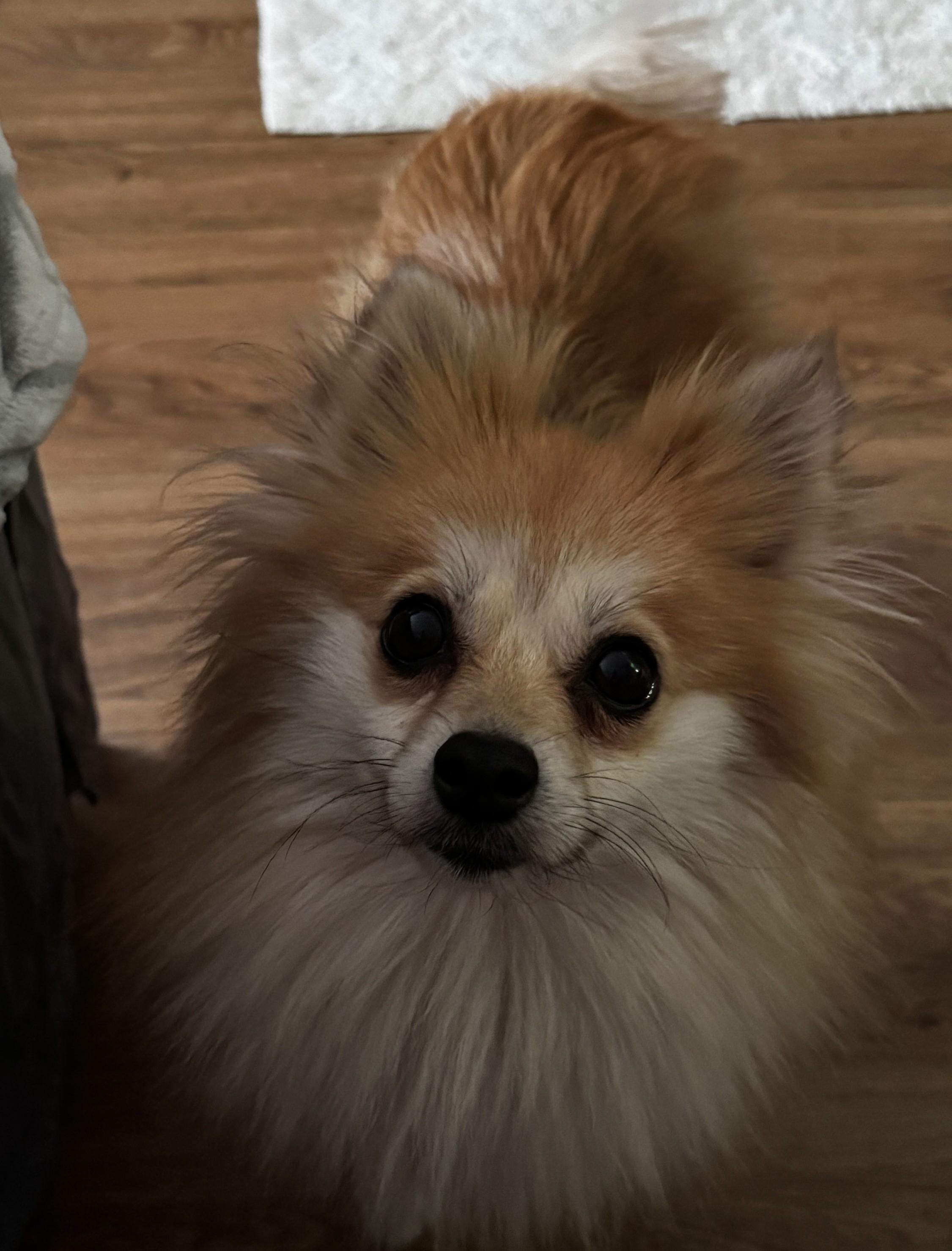 Enlarge April, a ADOPTABLE Pomeranian in Orlando, FL image 4/5