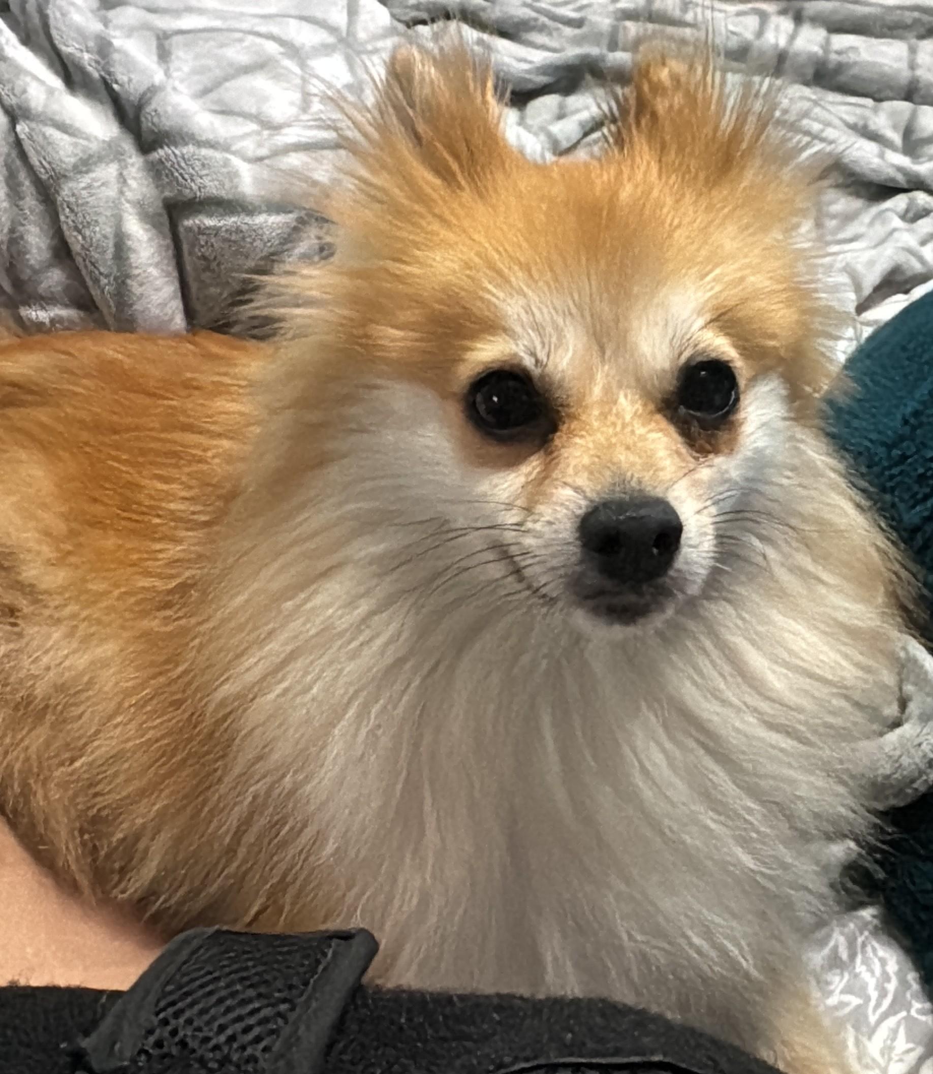 Enlarge April, a ADOPTABLE Pomeranian in Orlando, FL image 5/5