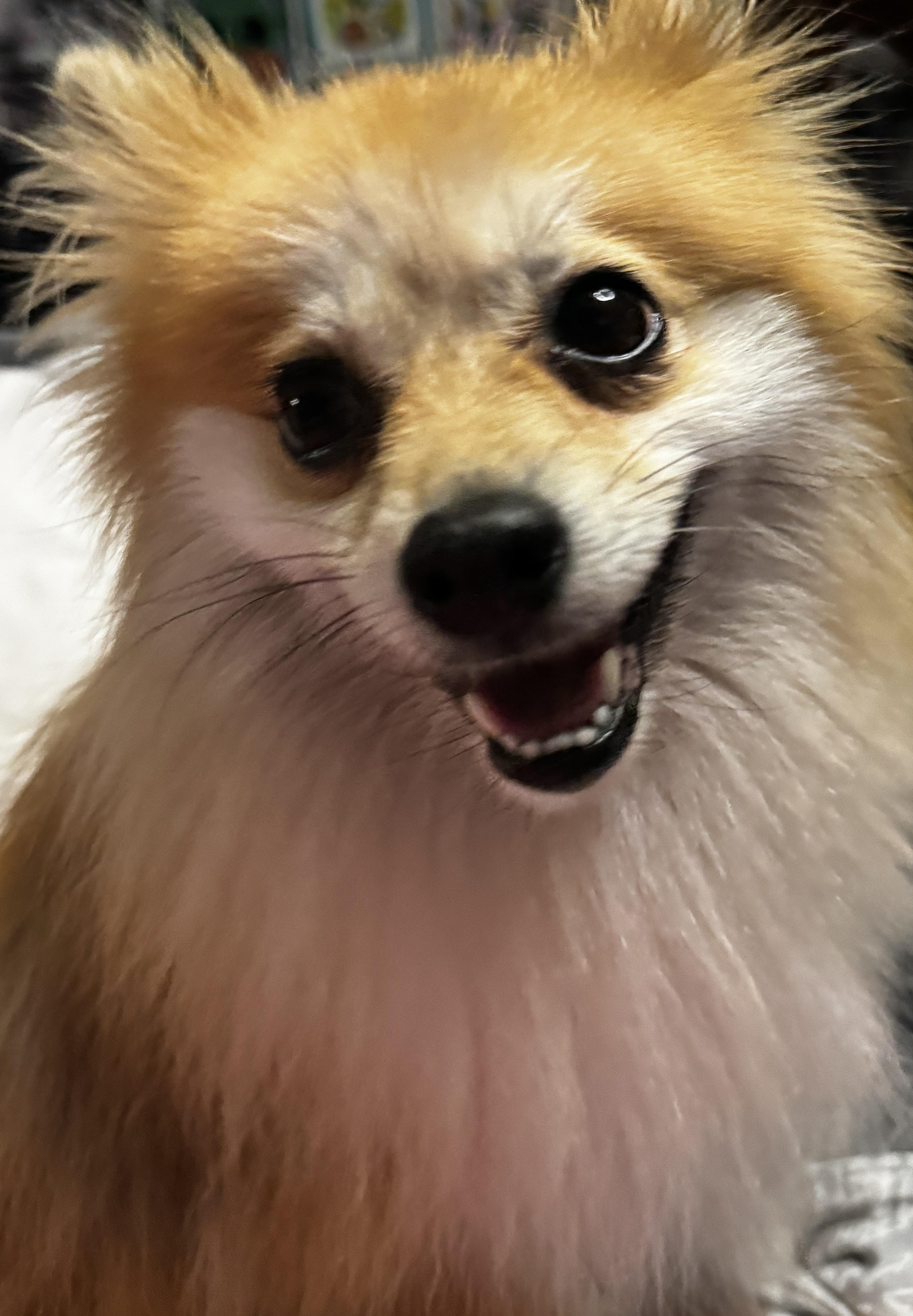 April, ADOPTABLE, Adult Female Pomeranian.