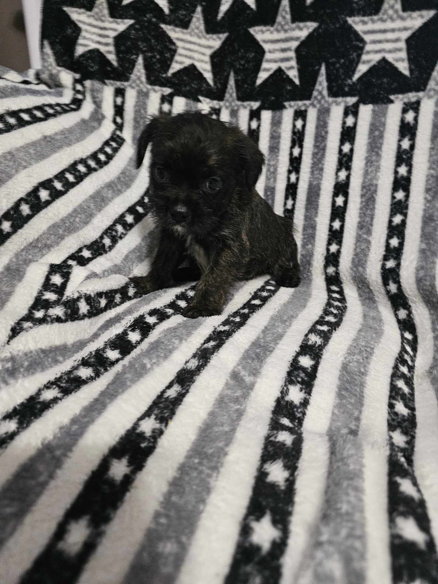 Enlarge Puppy #3, a Adopted Boston Terrier in Linton, IN image 2/2