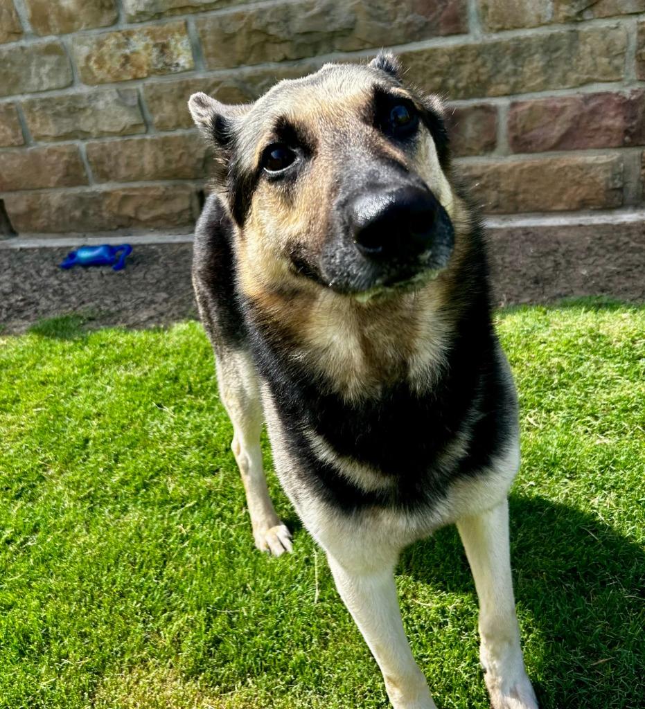 Enlarge Stewart, a Adoptable German Shepherd Dog in Little Elm, TX image 1/2