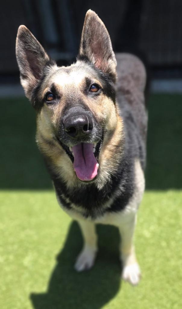 Enlarge Stewart, a Adoptable German Shepherd Dog in Little Elm, TX image 2/2