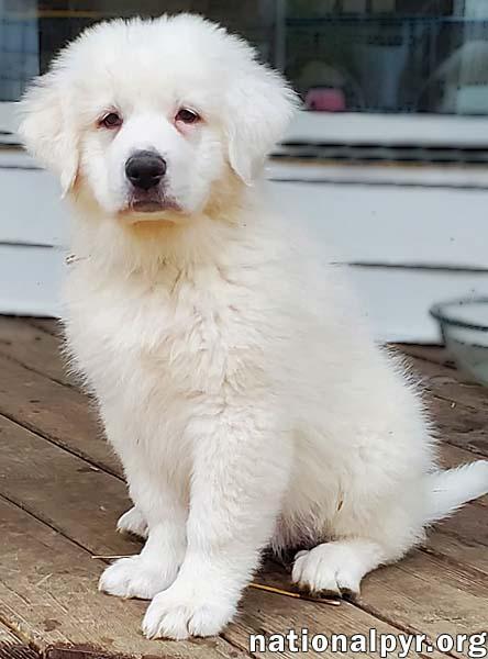 Enlarge Amaya in KY - Gentle & Affectionate!, an adopted mixed breed in Paducah, KY image 2/4