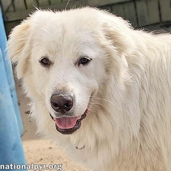 Amaya in KY - Loves To Be With Her People, Adoptable, Young Female Great Pyrenees.