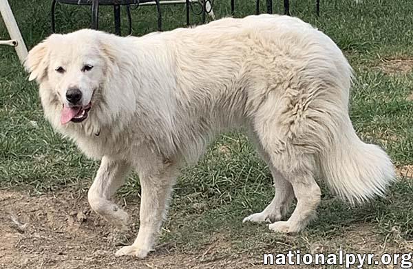 Enlarge Amaya in KY - Loves To Be With Her People, a Adoptable mixed breed in Paducah, KY image 3/4