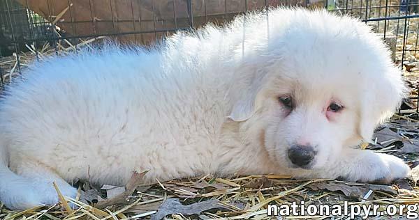 Enlarge Amaya in KY - Gentle & Affectionate!, an adopted mixed breed in Paducah, KY image 3/4