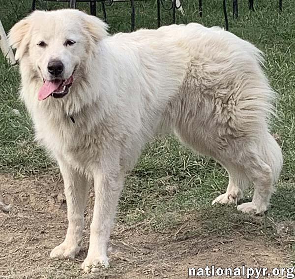 Enlarge Amaya in KY - Loves To Be With Her People, a Adoptable mixed breed in Paducah, KY image 2/4