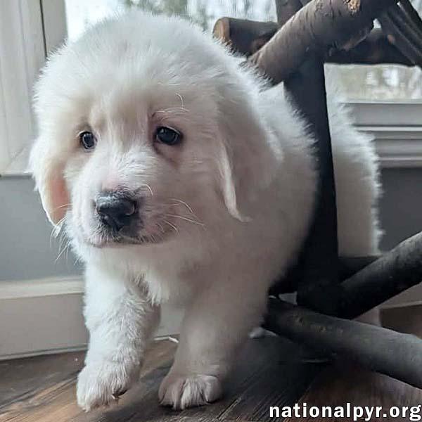 Enlarge Amaya in KY - Gentle & Affectionate!, an adopted mixed breed in Paducah, KY image 1/4