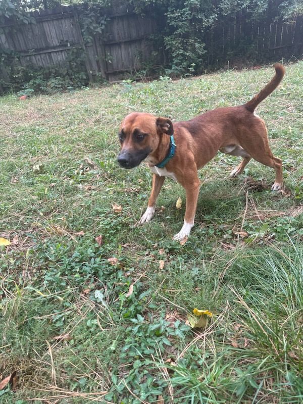 Kingdom, an adoptable Basenji in Luttrell, TN, 37779 | Photo Image 4
