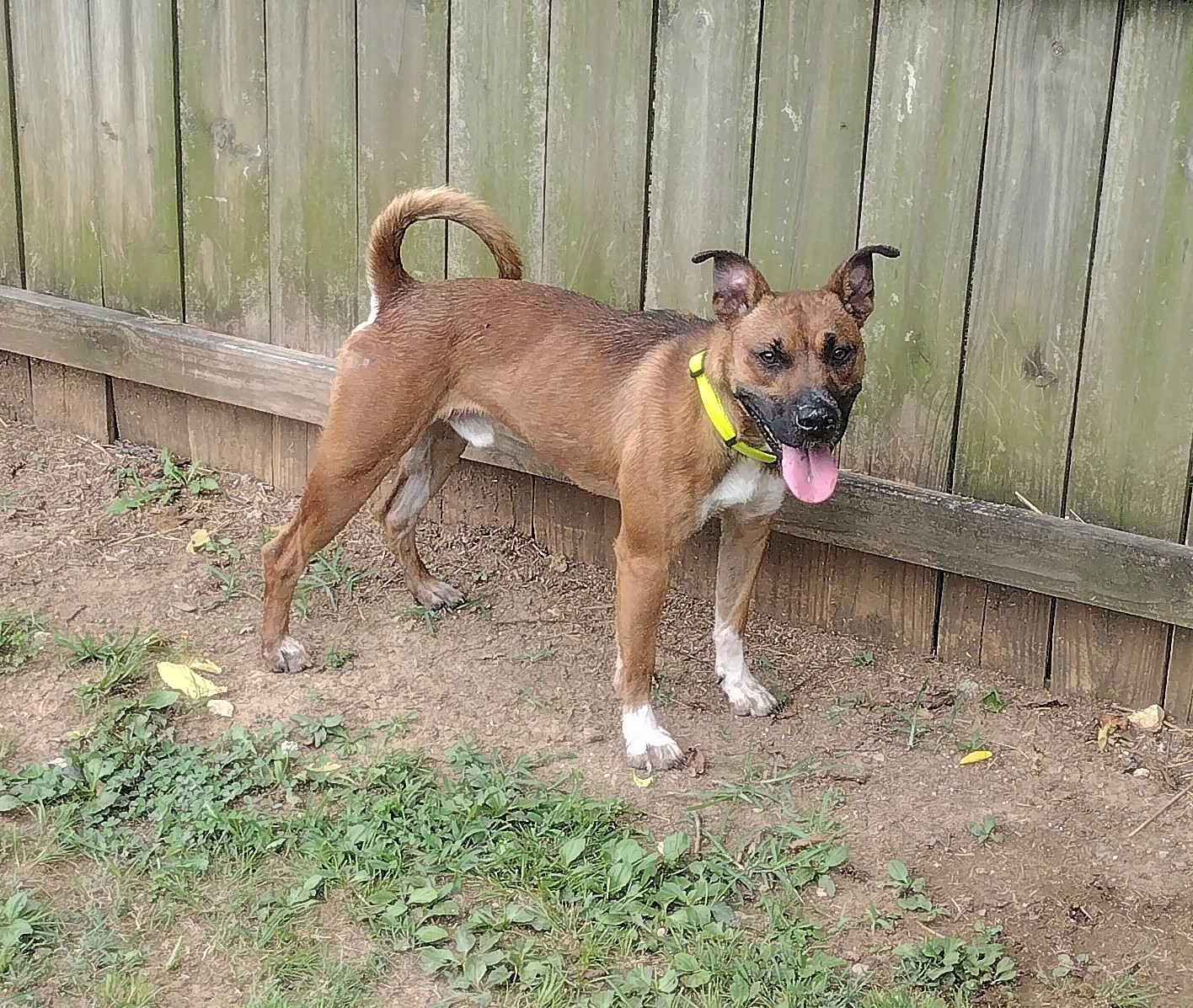 Kingdom, an adoptable Basenji in Luttrell, TN, 37779 | Photo Image 3