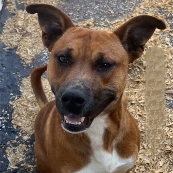 Kingdom, an adoptable Basenji in Luttrell, TN, 37779 | Photo Image 2