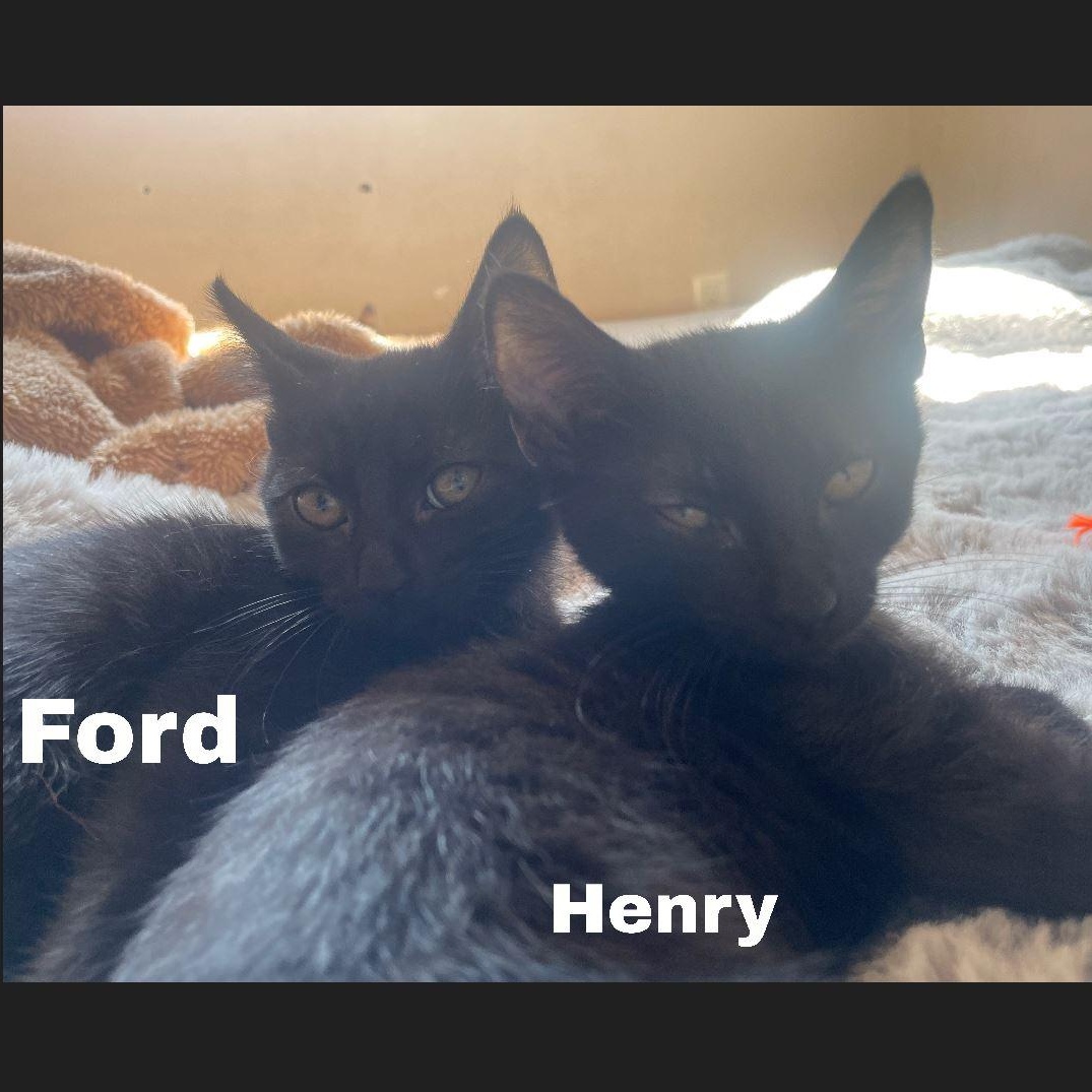 Enlarge Ford (bonded to Henry), a Adoptable Domestic Short Hair in Menasha, WI image 4/4
