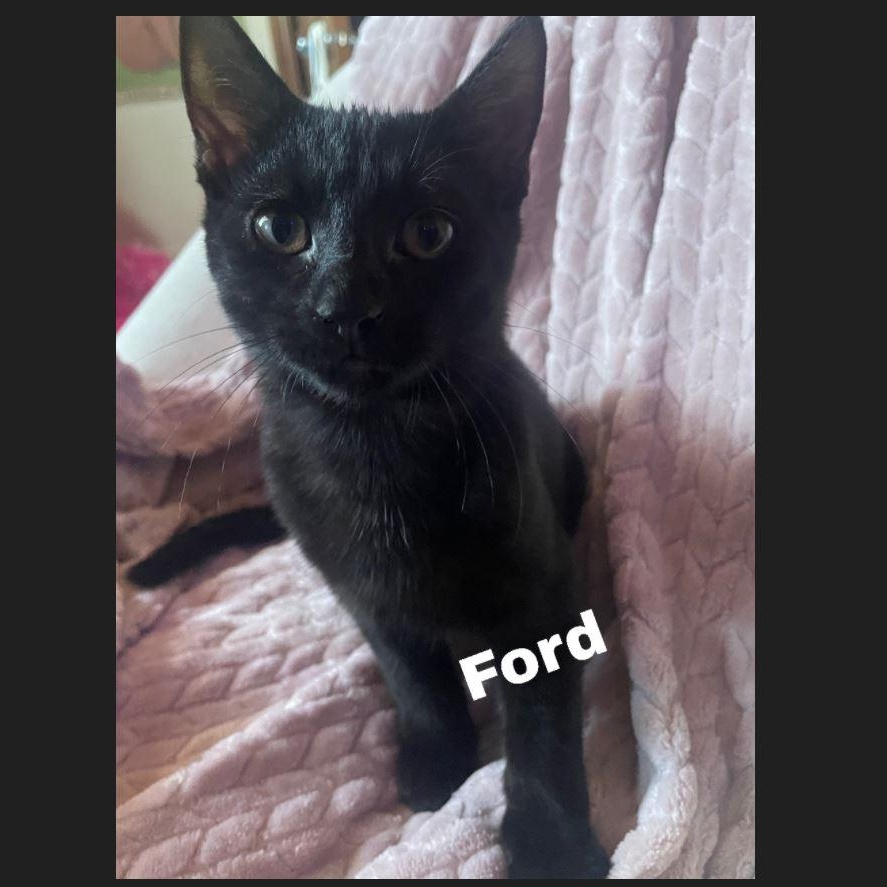 Enlarge Ford (bonded to Henry), a Adoptable Domestic Short Hair in Menasha, WI image 2/4