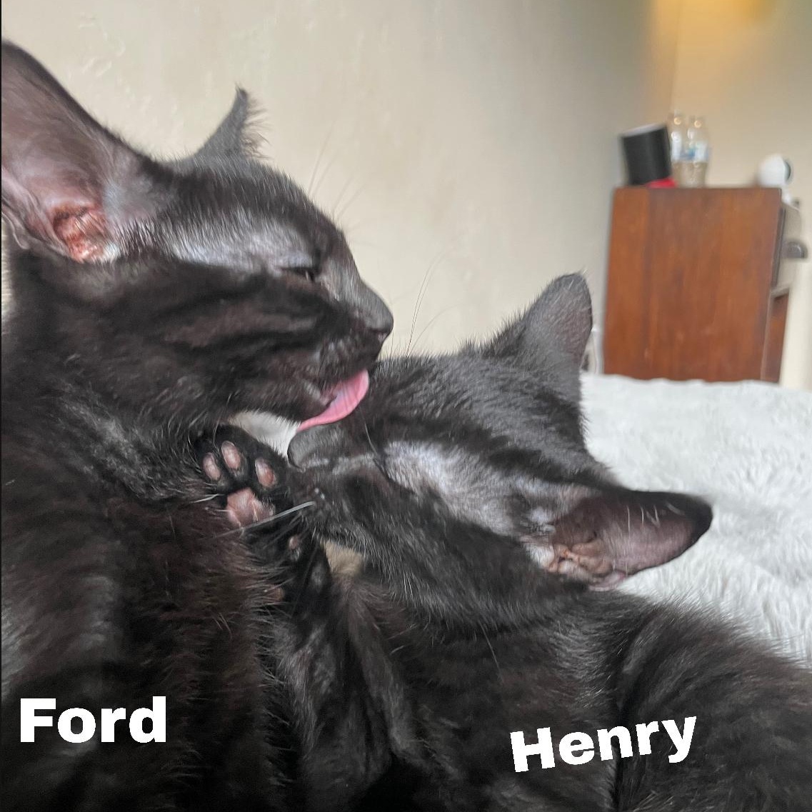 Enlarge Ford (bonded to Henry), a Adoptable Domestic Short Hair in Menasha, WI image 1/4