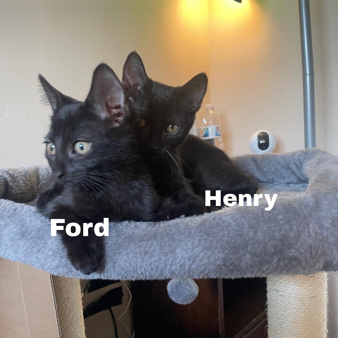 Enlarge Ford (bonded to Henry), a Adoptable Domestic Short Hair in Menasha, WI image 3/4