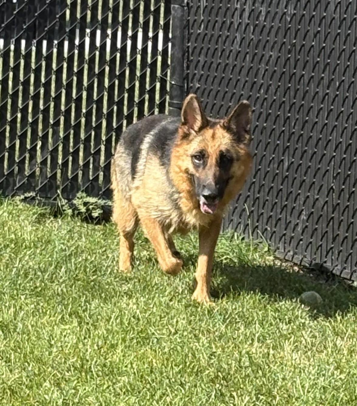 Enlarge Serafina, a Adoptable German Shepherd Dog in Kankakee, IL image 2/2