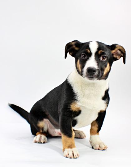 Orchid, Adoptable, Puppy Female Bernese Mountain Dog & Beagle.