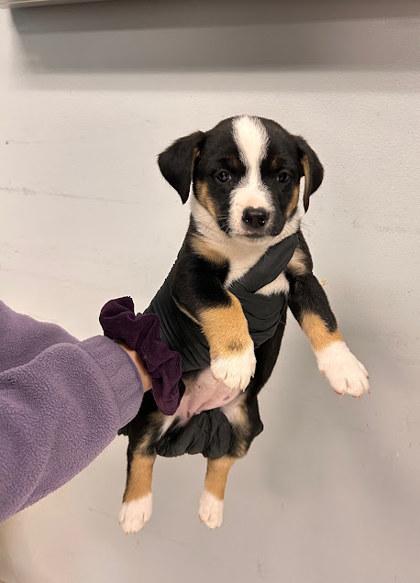 Enlarge Orchid, a Adoptable mixed breed in Morton Grove, IL image 2/2