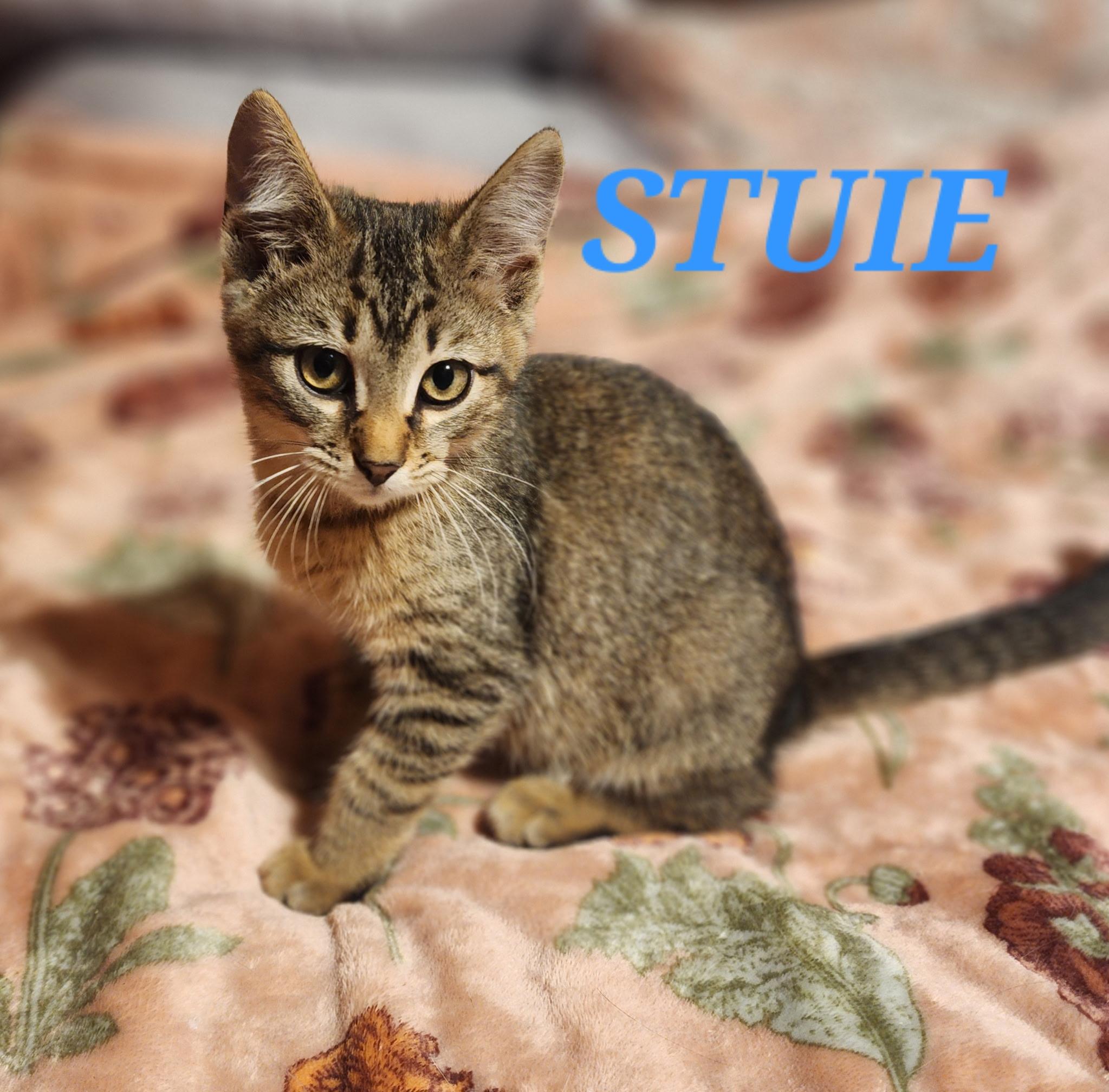 Stuie, Adoptable, Kitten Male Domestic Short Hair.