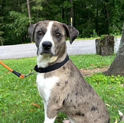 Tatum, Adoptable, Young Male Catahoula Leopard Dog.