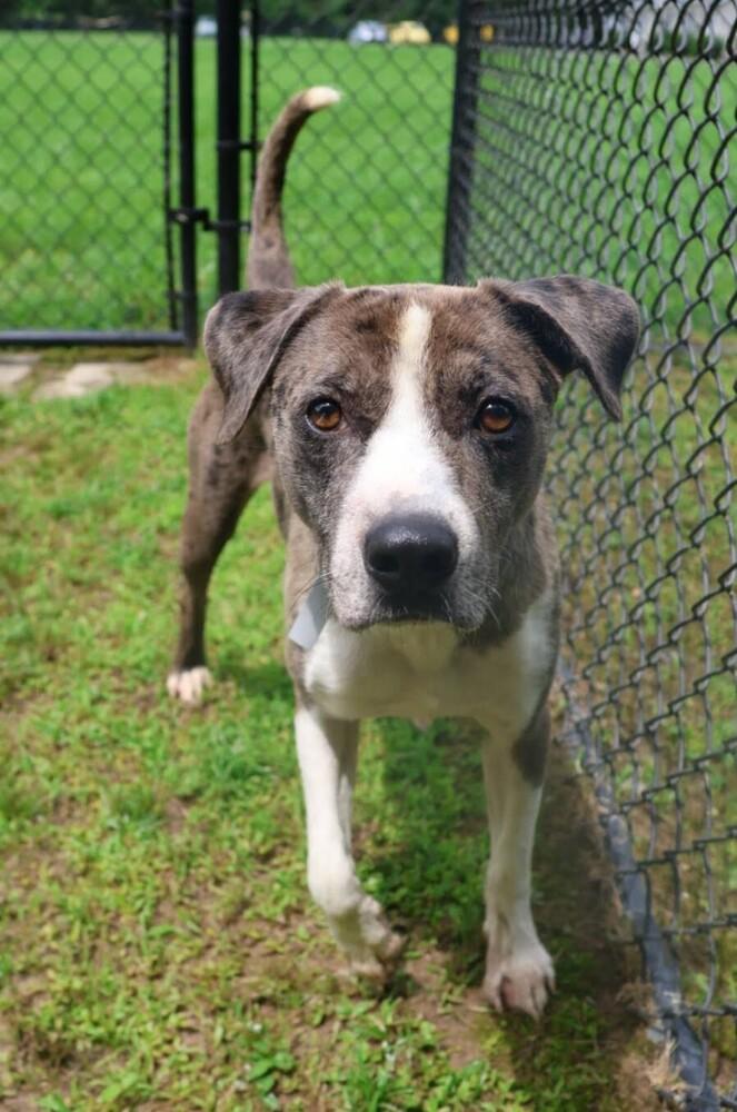 Enlarge Tatum, a Adoptable mixed breed in Washington, DC image 2/6