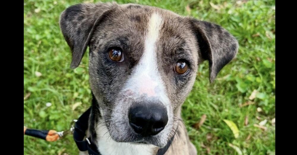 Enlarge Tatum, a Adoptable mixed breed in Washington, DC image 3/6