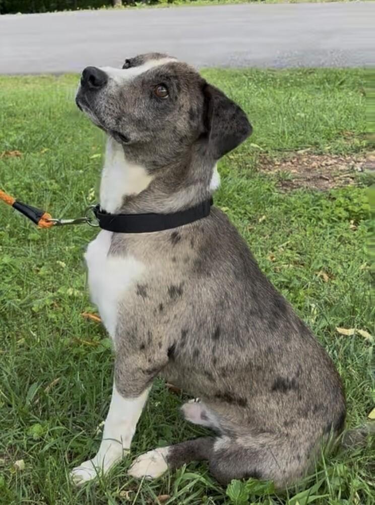 Enlarge Tatum, a Adoptable mixed breed in Washington, DC image 2/6