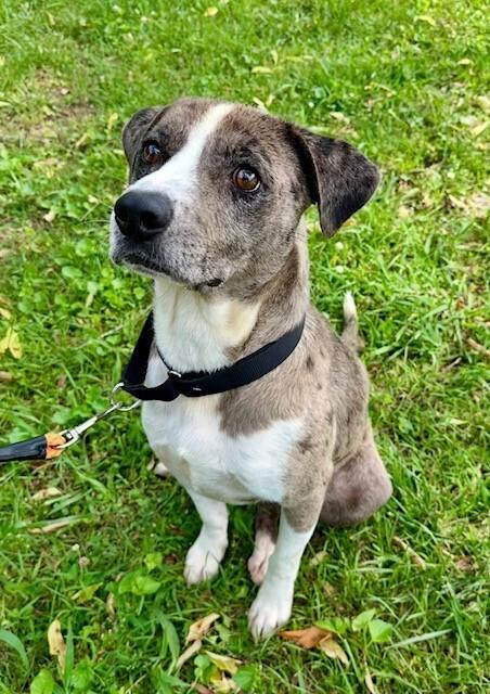 Enlarge Tatum, a Adoptable mixed breed in Washington, DC image 3/6