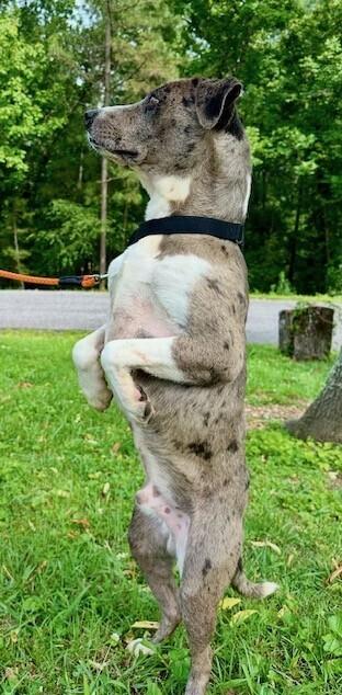 Enlarge Tatum, a Adoptable mixed breed in Washington, DC image 4/6