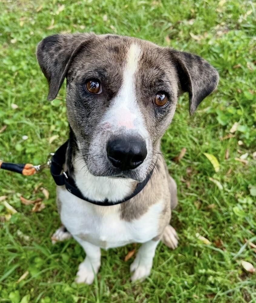 Enlarge Tatum, a Adoptable mixed breed in Washington, DC image 6/6